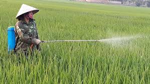 Ninh Giang phòng trừ bệnh đạo ôn hại lúa